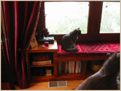 Cats, enjoying the sunshine, on the living room window seat.
